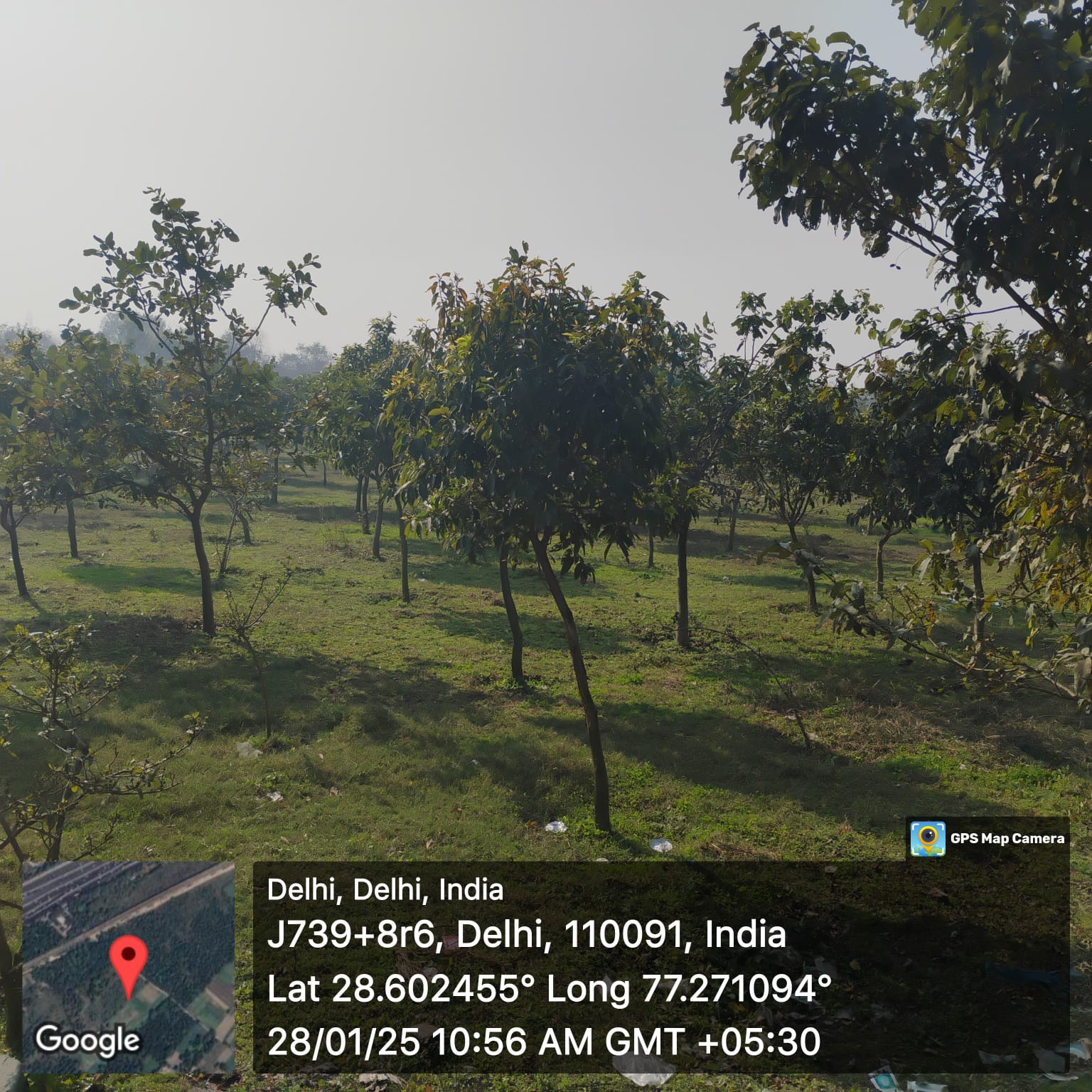 Compensatory Afforestation